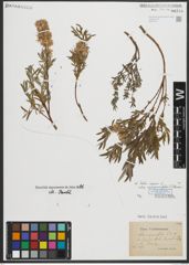 Foto von Salix repens subsp. rosmarinifolia (L.) Andersson